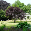Baum am Rosengarten