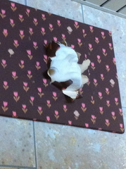 14443870099 b74df38b69 o